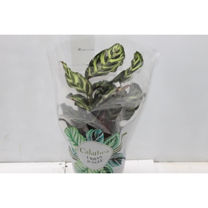 CALATHEA MAKOYAMA P17