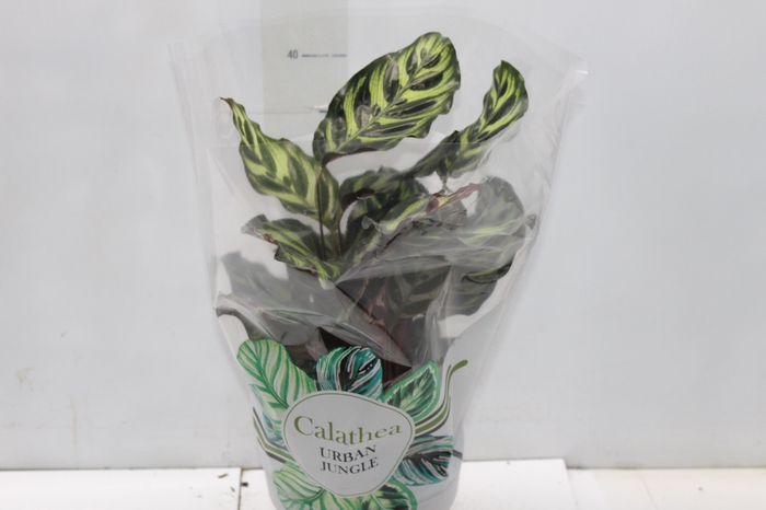 <h4>CALATHEA MAKOYAMA P17</h4>