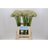 Allium Nigrum