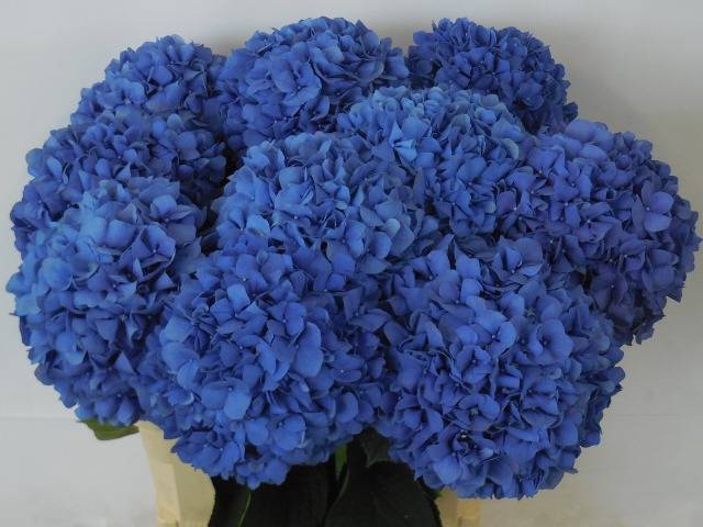 <h4>Hydrangea pimpernel</h4>