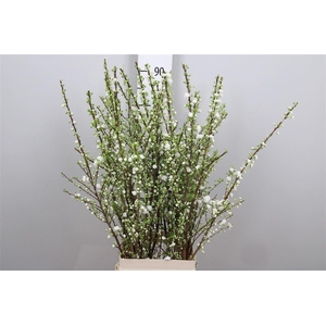 Prunus Gland Vertakt