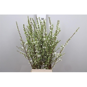 Prunus Gland Vertakt