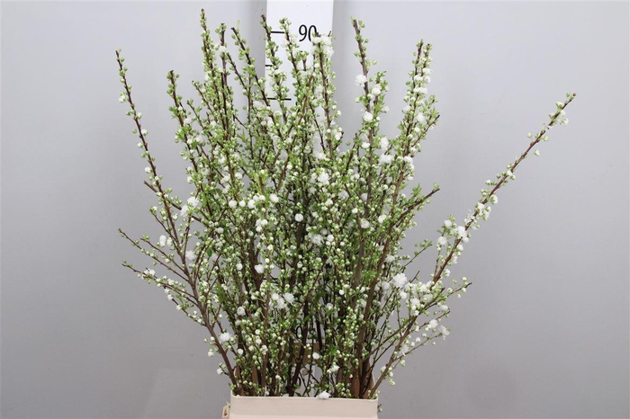 <h4>Prunus Gland Vertakt</h4>