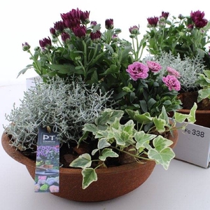 ARR TUINPLANTEN