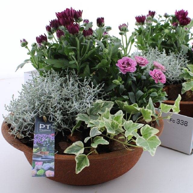 <h4>ARR TUINPLANTEN</h4>