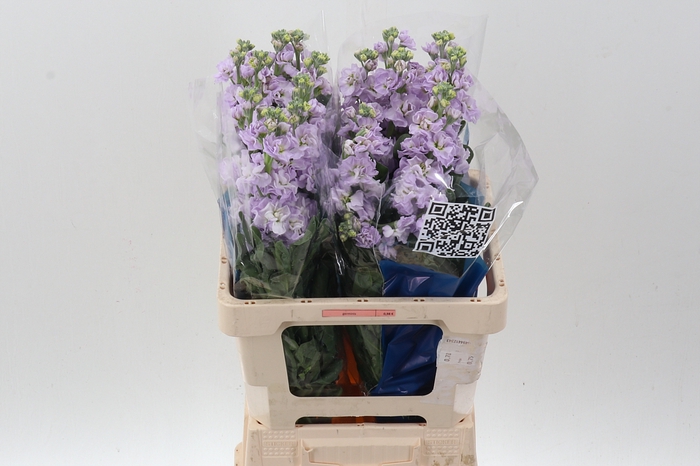 <h4>Matth Iron Marine</h4>