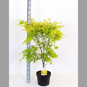 ACER PA ORANGE DREAM