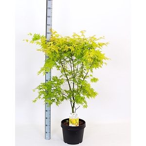 ACER PA ORANGE DREAM
