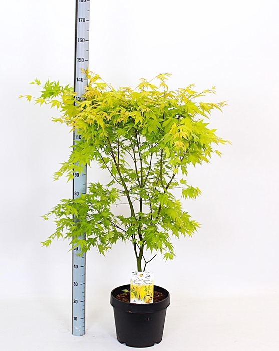 <h4>ACER PA ORANGE DREAM</h4>