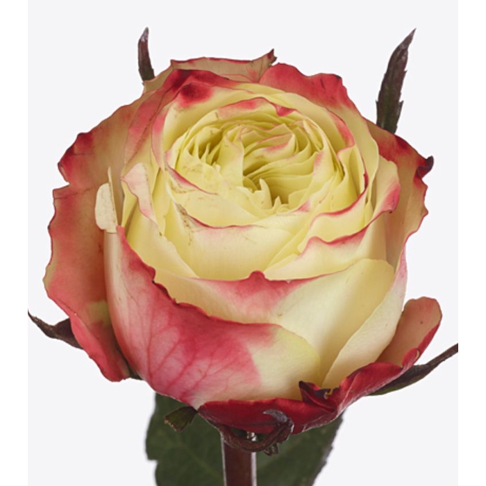 <h4>Rosa Fairy Queen</h4>