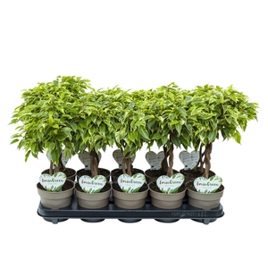 Ficus Lucky