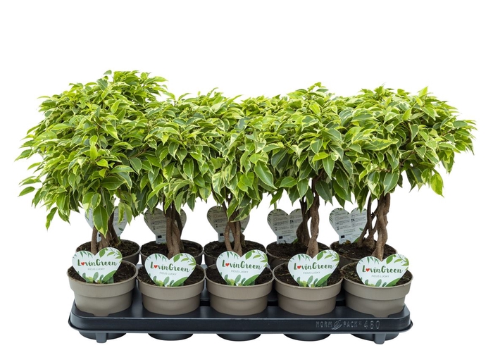 Ficus Lucky