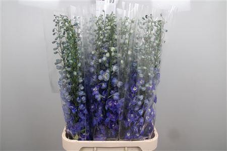 <h4>Delph Du Navy Blue</h4>