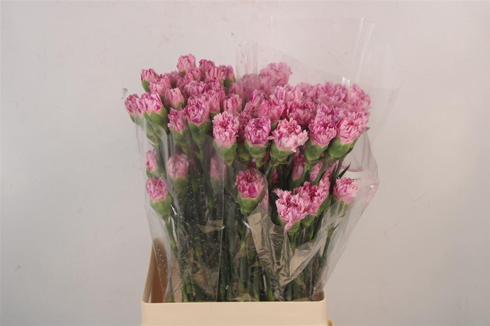 <h4>Di St Jubilee</h4>