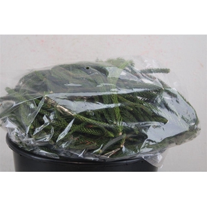 Araucaria Naturel P Bag