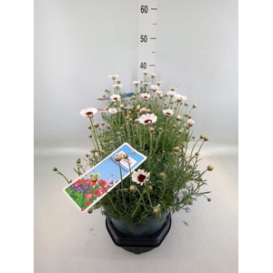 Rhodanthemum  'Casablanca'