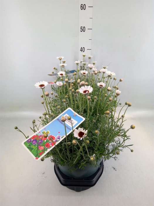 <h4>Rhodanthemum  'Casablanca'</h4>