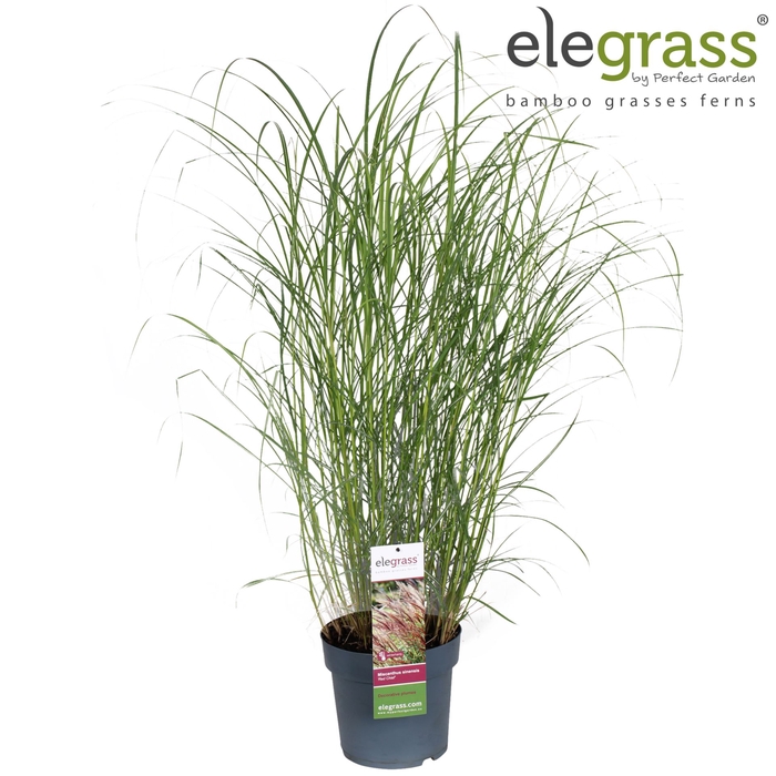 <h4>Miscanthus Red Chief</h4>