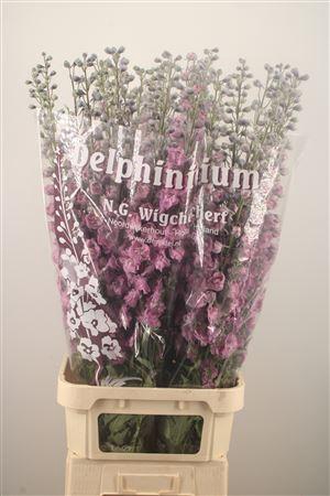 <h4>Delph El Dewi Melody Pink</h4>