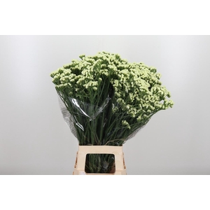 Limonium St Starlight Wings