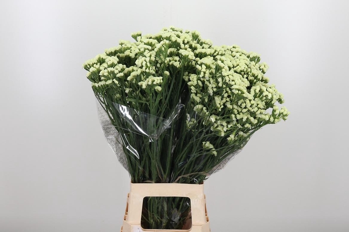 <h4>Limonium St Starlight Wings</h4>