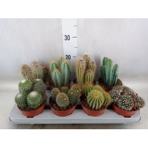 Cactus   ...mix