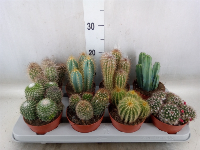 <h4>Cactus   ...mix</h4>