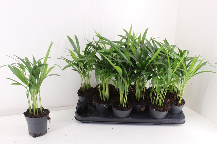 <h4>DYPSIS LUTESCENS</h4>