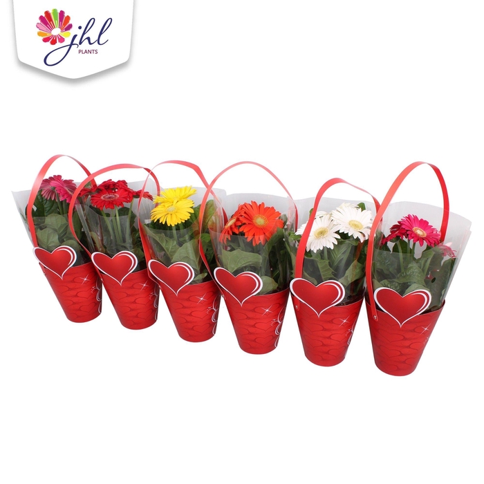 <h4>Gerbera in Hartjes cover + Hengsel</h4>