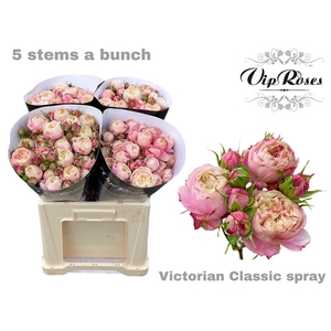 R TR VICTOR CLASSIC@