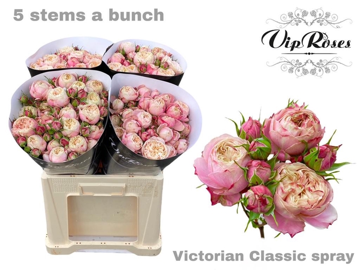 R TR VICTOR CLASSIC@