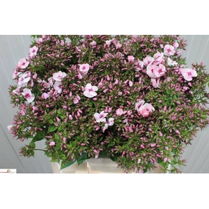 PHLOX P JEFFS PINK