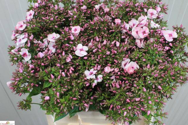 <h4>PHLOX P JEFFS PINK</h4>