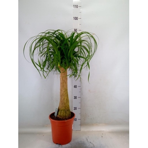 Beaucarnea recurvata