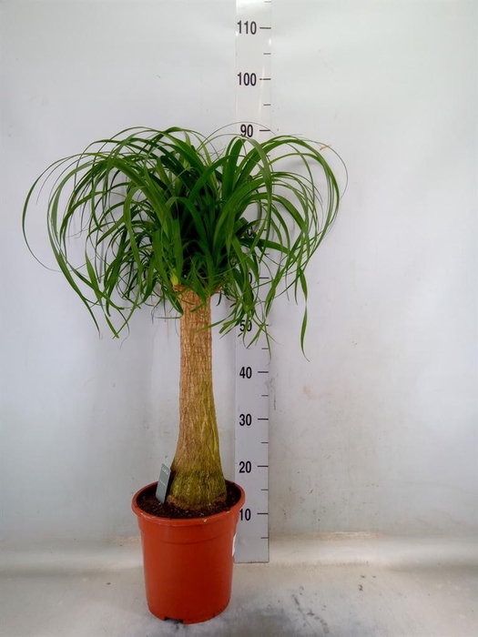 <h4>Beaucarnea recurvata</h4>
