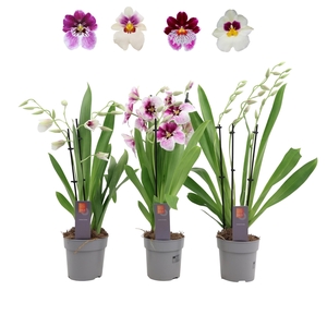 Inca Miltoniopsis mix 3 spike