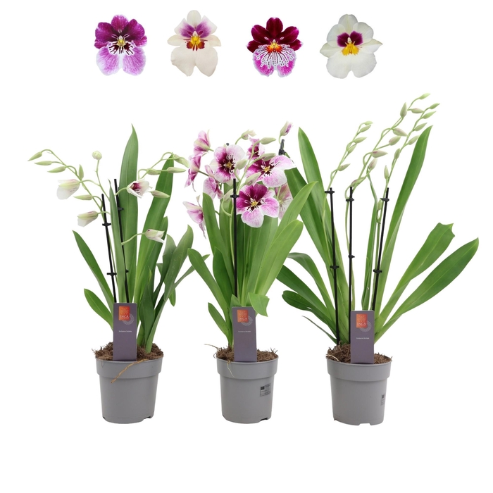 <h4>Inca Miltoniopsis mix 3 spike</h4>