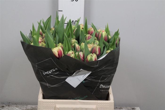 <h4>Tu Du Gibraltar</h4>