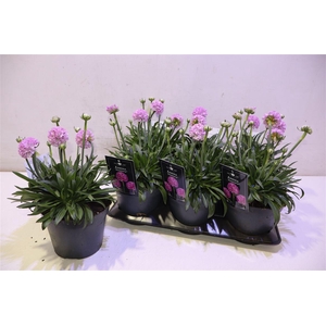 arr8 Arme Ps Dr Swee Drea