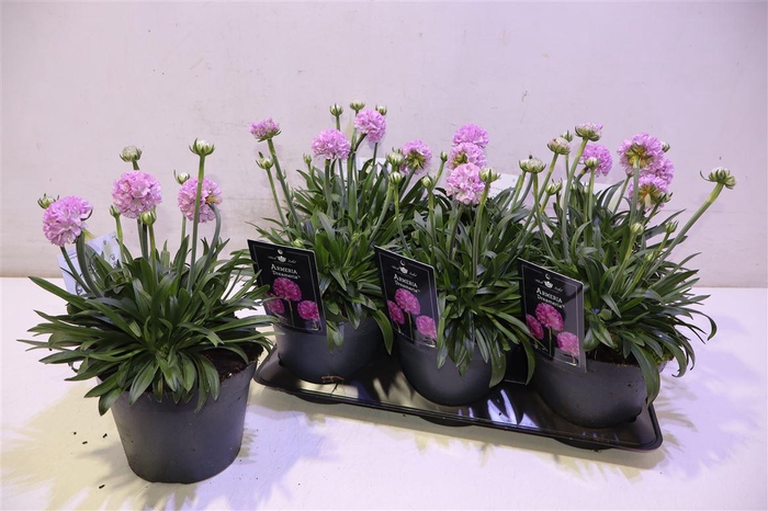 <h4>arr8 Arme Ps Dr Swee Drea</h4>