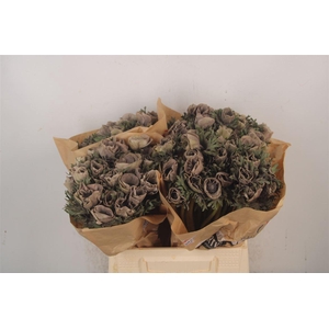 Anemone Powder Marron