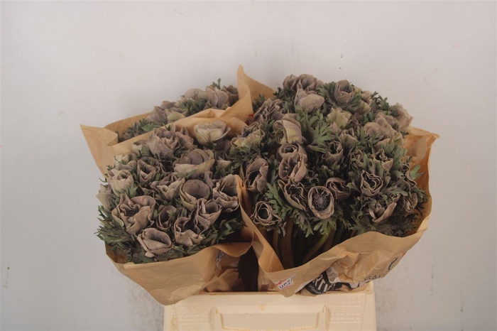 Anemone Powder Marron