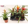 Bromelia Gem