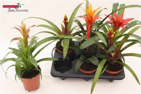 Bromelia Gem