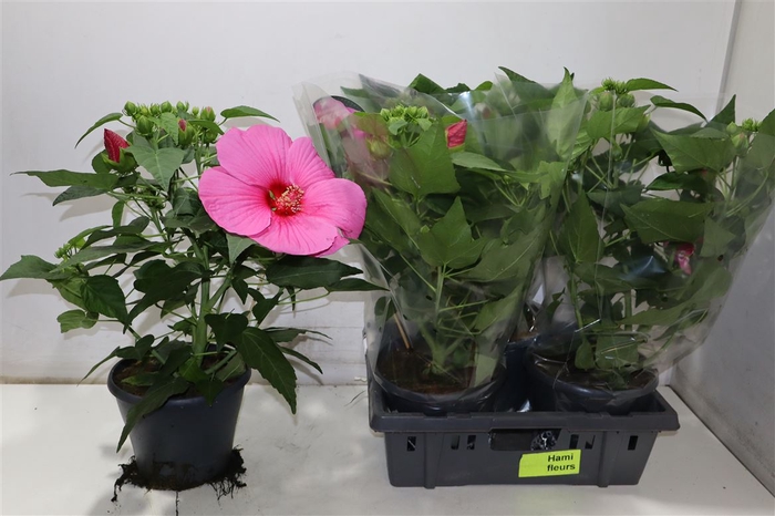 <h4>Hibiscus M Ex H P Im</h4>