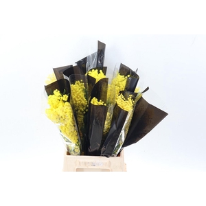 Acacia Baileya Bl Bs