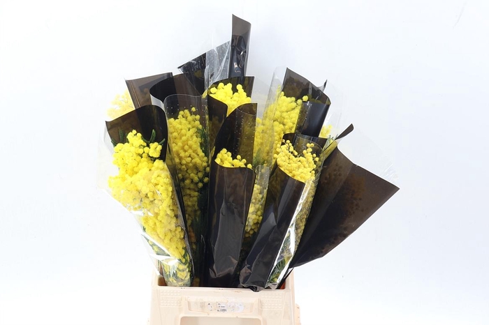 <h4>Acacia Baileya Bl Bs</h4>