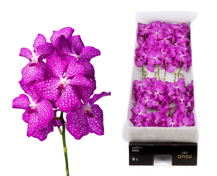 <h4>Vanda Pink Magic</h4>