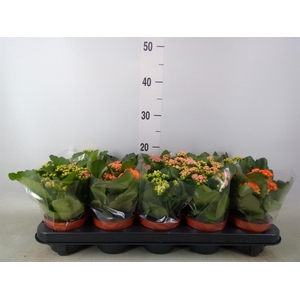 Kalanchoe blos.   ..rosebud mix  5