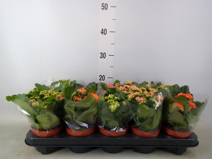 <h4>Kalanchoe blos.   ..rosebud mix  5</h4>